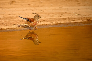 Linnet or Linaria cannabina, reflected in the golden spring.