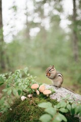 Chipmunk enjoying a snack in a lush forest setting surrounded by mushrooms