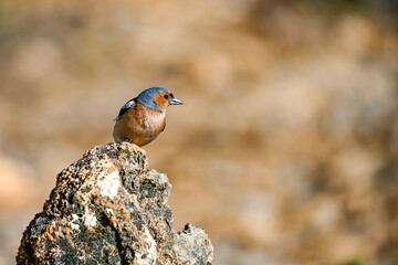 Chaffinch or Fringilla coelebs, perched on a rock.