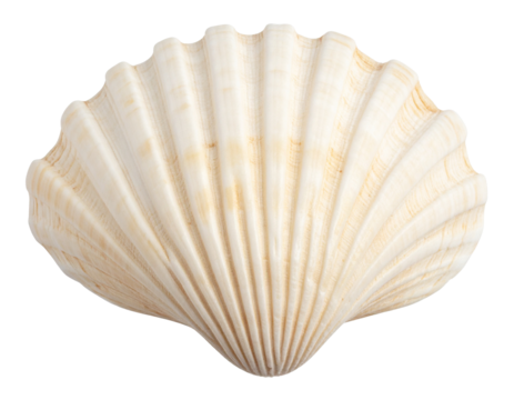 A beautifully detailed shell with ridges and a smooth, light-colored surface, resembling a natural work of art from the ocean.