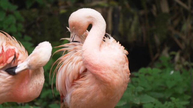Pink flamingo cleaning feathers surrounded by green foliage. Graceful bird tidying plumage in peaceful natural habitat. Elegant creature preening soft feathers in lush environment. Flamingo adjusting