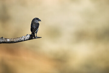 Crossbill or Loxia curvirostra, perched on a twig.