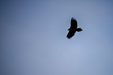 Bearded Vulture or Gypaetus barbatus, in flight.
