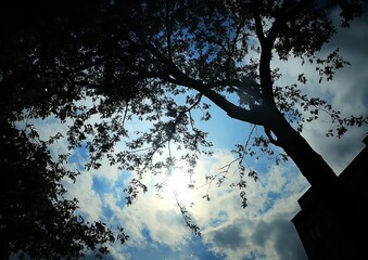 Silhouette of a large tree against a partly cloudy sky. Sunlight peeks through the branches