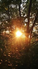 Sunlight streams through a dense forest canopy