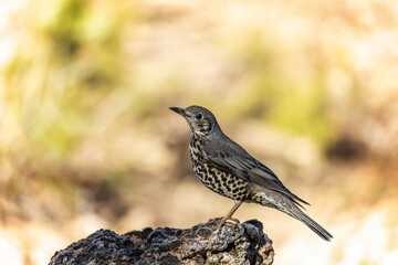 Common Thrush or Turdus viscivorus, perched on a rock.