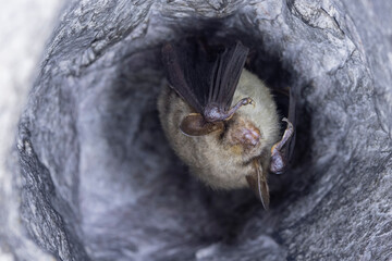 Close up strange animal Greater mouse-eared bat (Myotis myotis) hanging upside down in the hole of the cave and hibernating. Wildlife photography.