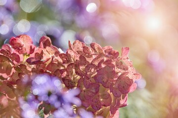 Beautiful autumnal garden scene. Perenial flowers in details.