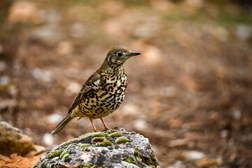 Common Thrush or Turdus viscivorus, perched on a rock.