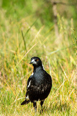 Australian Magpie Standing Alert on Grass Field in Bright Sunlight
