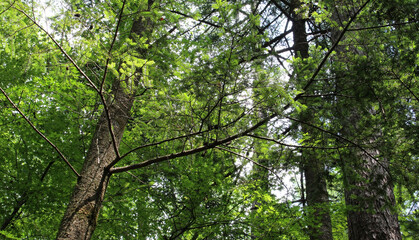 Obraz premium Tree branches with lush green leaves in summer. Trees with bright foliage in natural forest background. 