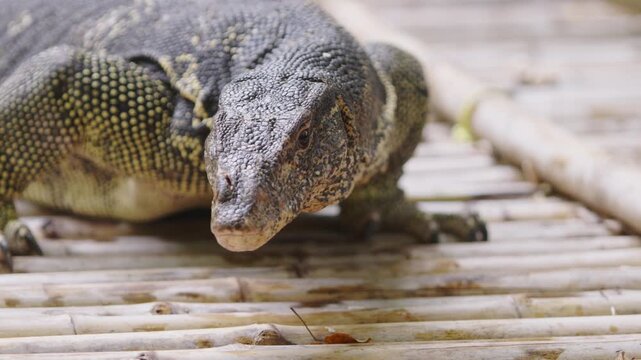 Slow motion close up of water monitor lizard turning head and flicking tongue symbolizing wild nature, dangerous reptiles, adventure travel, eco tourism, wildlife documentary and scientific