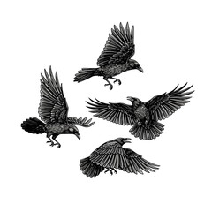 Set of four detailed raven illustrations in flight.