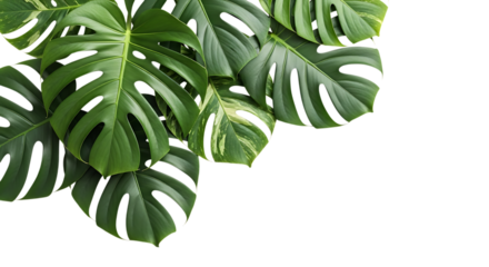 Close up of lush green monstera deliciosa leaves isolated on transparent background