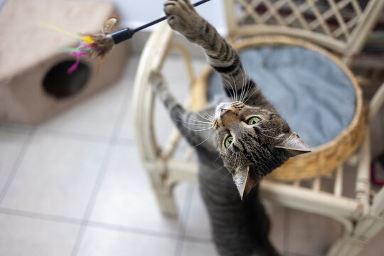 Cat playing with a toy on a chair