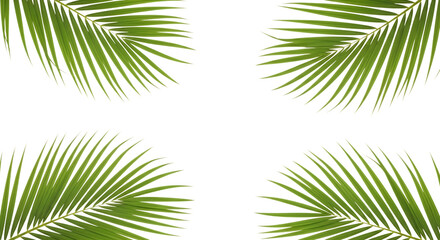 Fototapeta premium Four green palm fronds arranged in a square isolated on transparent background