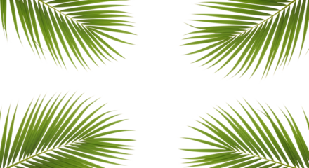 Four green palm fronds arranged in a square isolated on transparent background