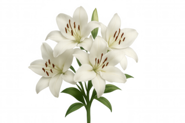 White lily flowers blooming, representing nature, elegance, and various occasions like easter, weddings, and funerals. Transparent background