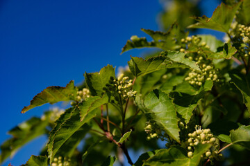 Feuilles et fleurs au stade bourgeon d'&eacute;rable sur fond de ciel bleu