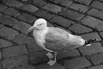 Glaucous-winged gull (Larus glaucescens) bird posing on sidewalk in black and white