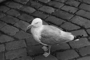 Fototapeta premium Glaucous-winged gull (Larus glaucescens) bird posing on sidewalk in black and white