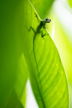 View of a tiny frog, clinging to a vibrant green leaf, basking in the sun's glow, a miniature world of nature unfolds, Martinique.