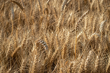 Epis de blé tendre au soleil couchant