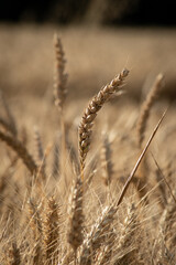 Epis de blé tendre au soleil couchant