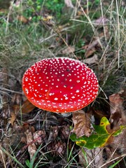 Wild mushrooms growing in the forest. Germany
