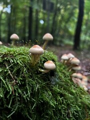 Wild mushrooms growing in the forest. Germany