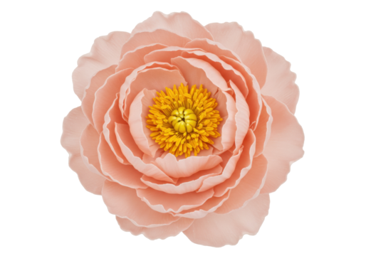 Elegant peach peony flower isolated on transparent background, delicate blossom with yellow center for wedding invitations and floral designs PNG