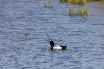 Greater scaup on the lake water, close-up