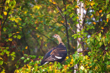 A young black grouse sits on a birch branch