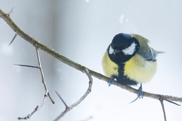Great tit sits on a birch branch close up