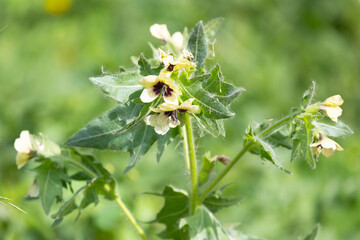 Close-up of flowering poisonous herb Hyoscyamus