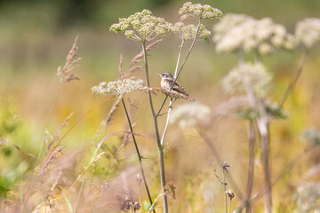 A female Amur stonechat sits on a dry blade of grass.