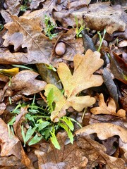 autumn leaves on the ground