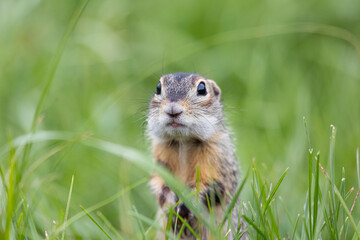 Speckled ground squirrel animal standing in the grass
