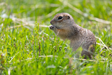 Speckled ground squirrel animal standing in the grass