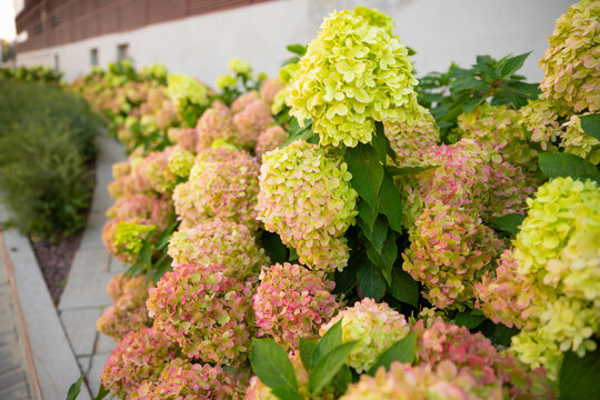 Hydrangea paniculata Little Lime or Graffiti. panicle green hydrangea bushes in autumn. urban space design