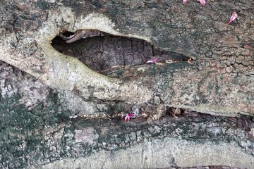 Old tree bark texture background