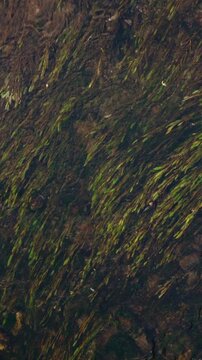 Stream flowing through water weeds