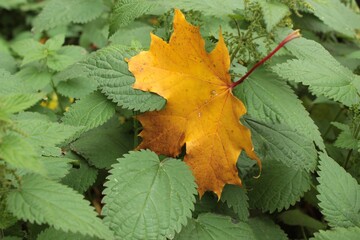 Vibrant yellow maple leaf rests on green nettle leaves. Perfect for autumn, nature, seasonal change, and ecological themes. Ideal for websites, social media, and promotional materials.