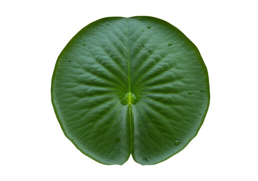 Fresh green lily pad isolated, aquatic plant with water droplets on a transparent background, nature and botany