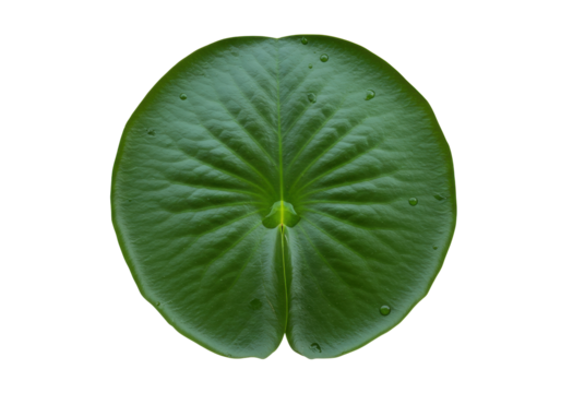 Fresh green lily pad isolated, aquatic plant with water droplets on a transparent background, nature and botany