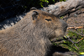 Cute kawaii looking capybara in a Zoo