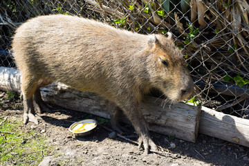 Cute kawaii looking capybara in a Zoo