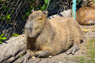 Cute kawaii looking capybara in a Zoo
