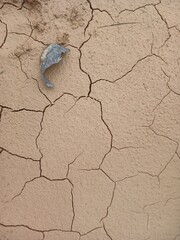 Cracked earth texture