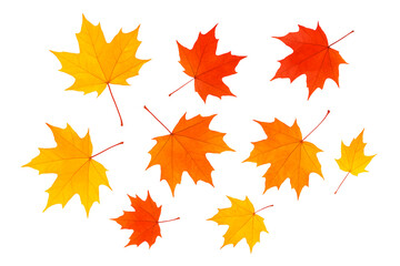 Fototapeta premium A collection of individual maple leaves in various autumn colors — red, orange, and yellow — scattered and isolated on a transparent or white background.